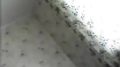 swinger mature wife shared 1 group fun