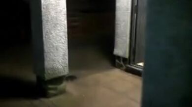 Mature Woman's Public Blowjob