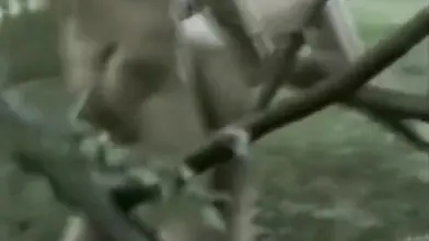 Swinger Wife Fucks Friend in the Forest